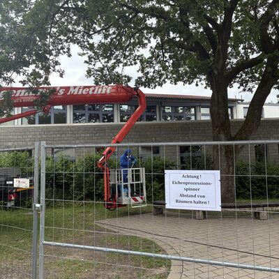 Bauhof beseitigt Nester des Eichenprozessions-spinners